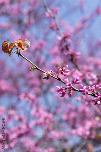Landscape of trees with pink flowers in a sunset of the tree