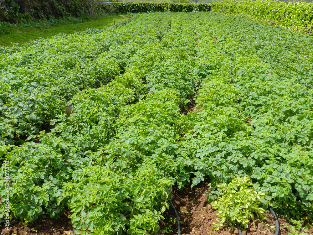 Potato field Potato field
