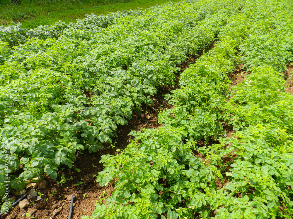 Potato plants growing in family field