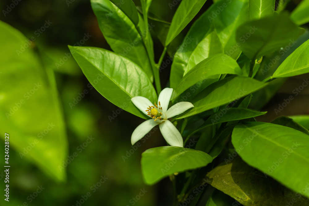 Fototapeta premium Lemon flowers lead to fruit coaxing lemon tree to flower and fruit