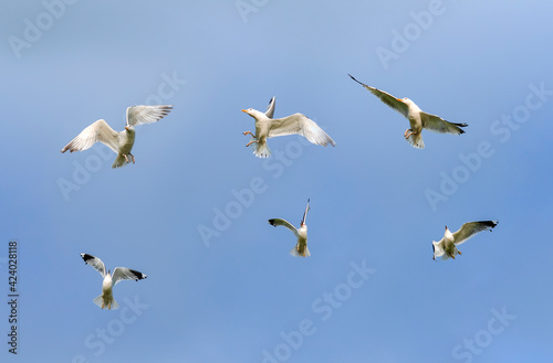 set of birds seagulls flying on the background blue sky
