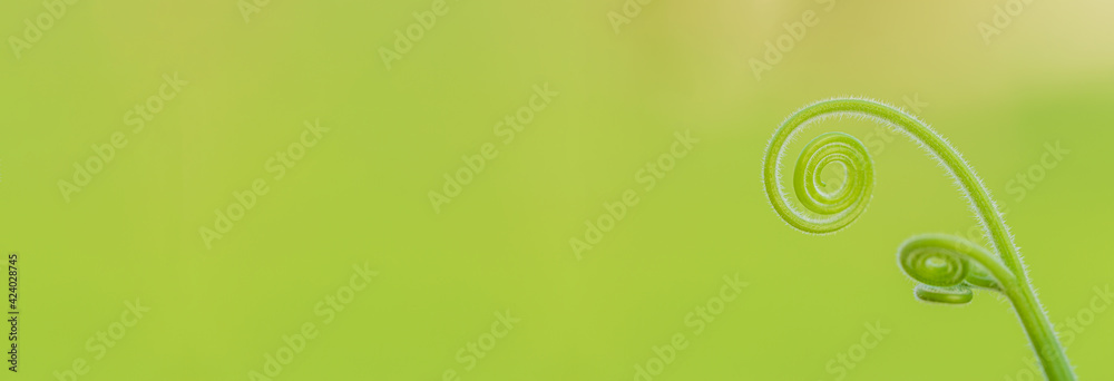 Closeup nature view of green leaf in garden at summer under sunlight. Natural green plants landscape using as a background or wallpaper Closeup nature view of green leaf in garden at summer under sunlight. Natural green plants landscape using as a background or wallpaper