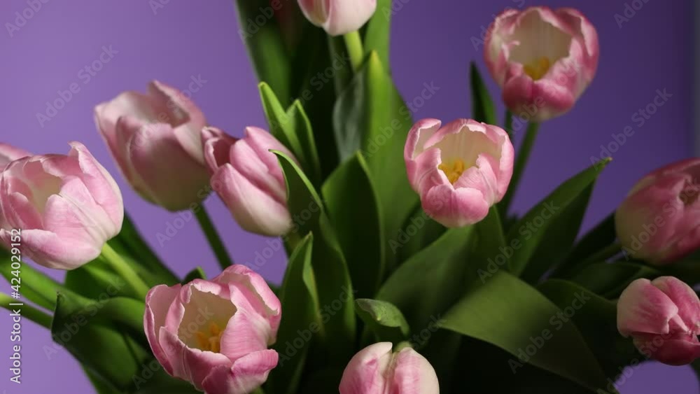 Bouquet of pink tulips rotating in circle on violet background Bouquet of pink tulips rotating in circle on violet background