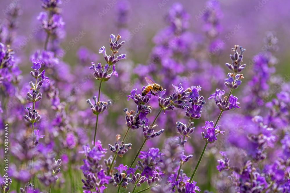 Blooming lavender in a field at sunset. Blooming lavender in a field at sunset.