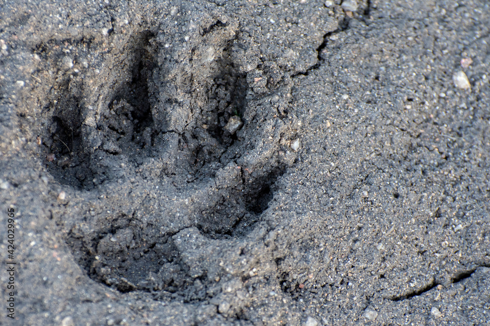 Fototapeta premium Footprint of a wolf on the ground. Research of wild animal tracks.