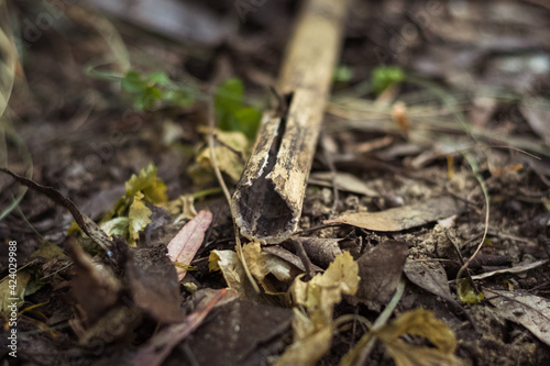 Fotografia land in the forest