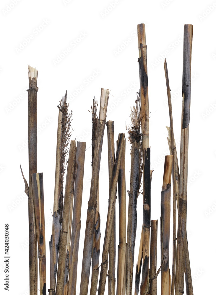 Dry reed sticks isolated on white background and texture, clipping path Dry reed sticks isolated on white background and texture, clipping path