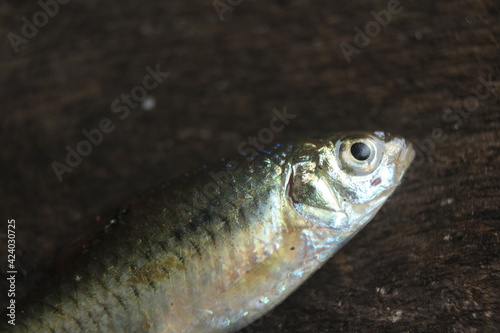 Fototapeta Naklejka Na Ścianę i Meble -  fish in the water