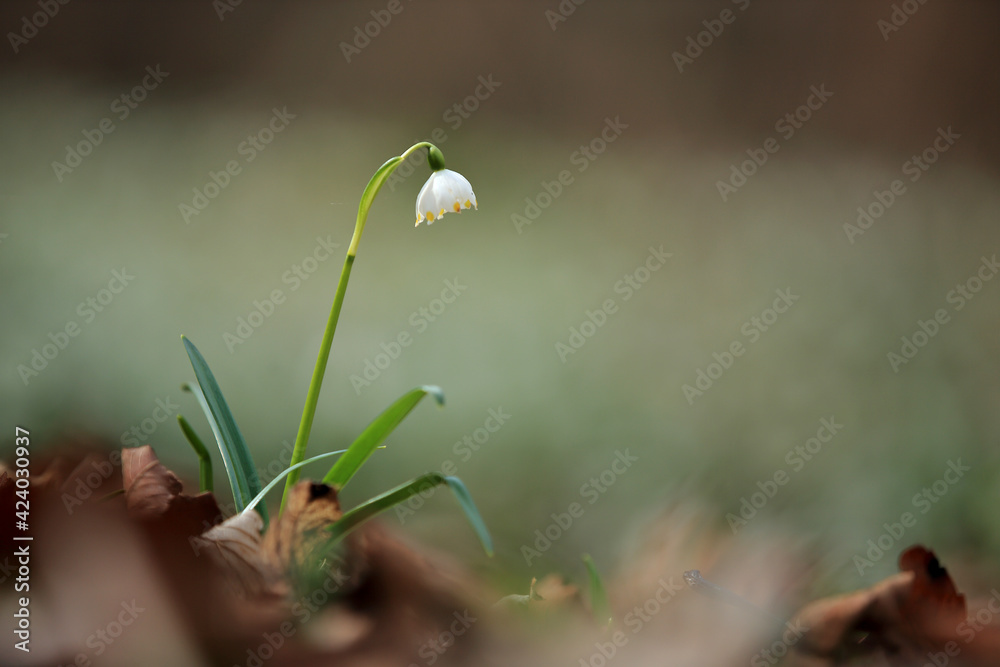 Spring snowflake in the spring forest in Lower Silesia (Poland). Spring snowflake in the spring forest in Lower Silesia (Poland).