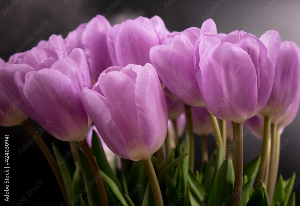Fototapeta premium A bouquet of purple tulips on a black background.