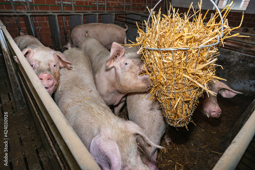 Mehr Tierwohl, Schweine knabbern Stroh aus einer Raufe - landwirtschaftliches Symbolfoto. photo