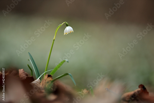 Spring snowflake in the spring forest in Lower Silesia (Poland).