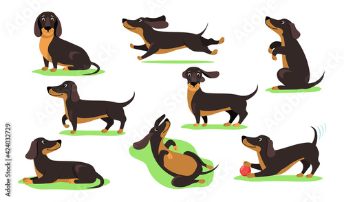 Set of happy cartoon dachshund dog flat vector illustration. Graphic dog of dachshund breed in action and different poses. Animal, pet, dog concept for apps, advertising, web or banner design