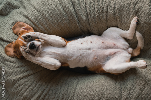 beagle dog lying on a pillow, sleeping, sad, funny face, big ears.