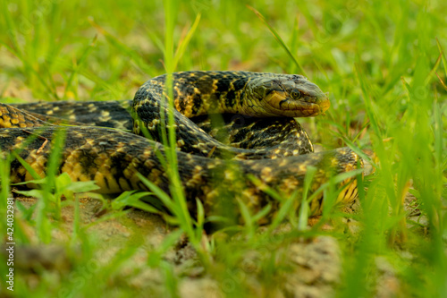 Keelback and Buff-striped Keelback at Kaeng Krachan sitting alone