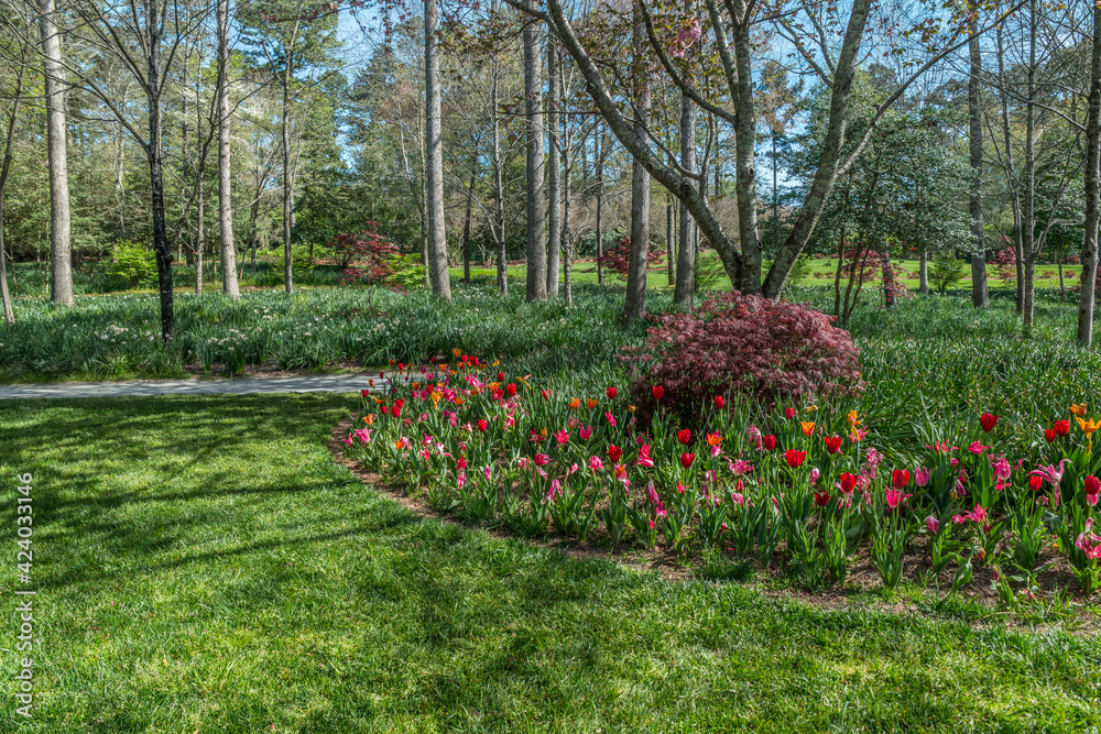 Tulips and daffodils in a park