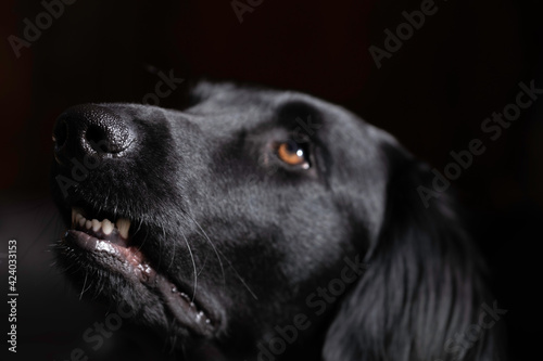 Head of an upward facing Flatcoated Retriever, the upper lip slightly tucked up so that the teeth are visible,  against a black background with focus on the hairs and the wet shiny nose © Henk Vrieselaar