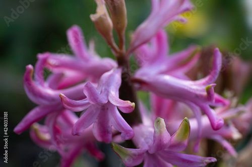 Close-up of pink flowers of blooming hyacinths lit by the morning sun on dark green blurred background, the scent is a symbol of early spring. Narrow depth of field