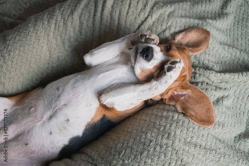 a beagle dog lying on a pillow, rubs its muzzle with its paws, funny muzzle, big ears.