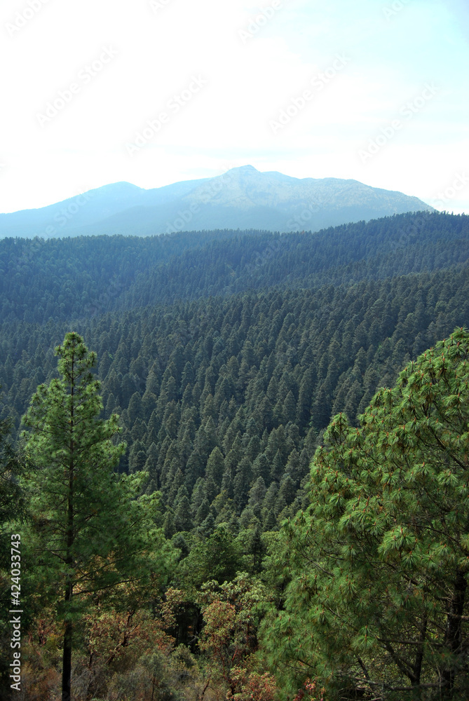 Forest landscape with trees