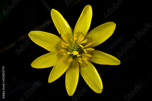 Lesser Celandine or Ranunculus ficaria. Early yellow spring flower, isolated on black background