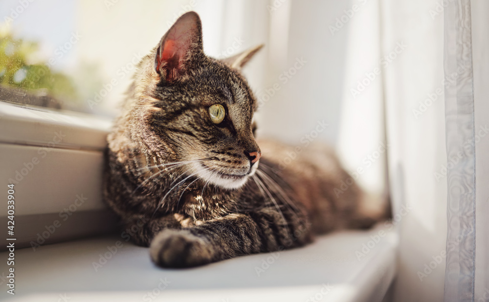 Gray brown tabby cat relaxing on window sill ledge, sun shines to him, closeup detail