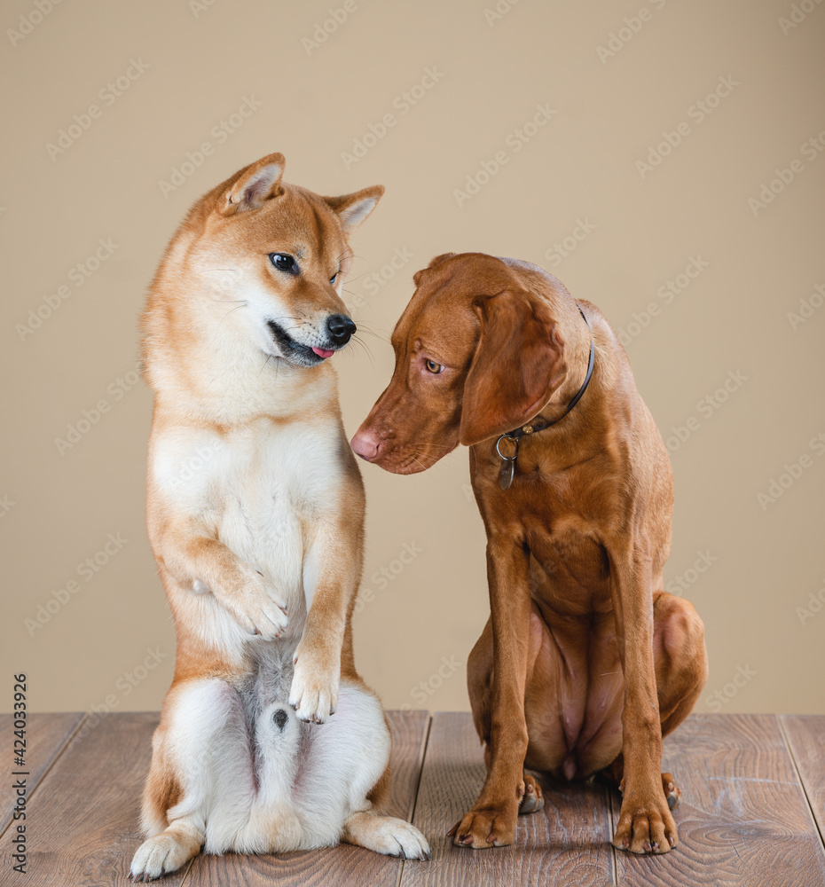 Hungarian Vizsla And Shiba Inu Dogs In The Studio