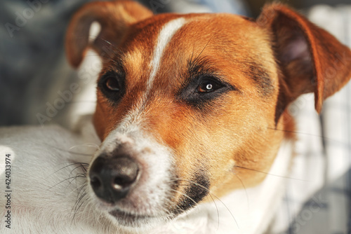 Jack Russell terrier dog, detail on head, shallow depth of field photo © Lubo Ivanko