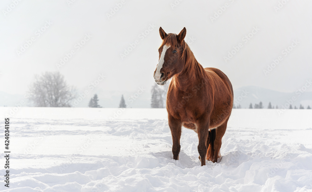 Dark brown horse wades on snow covered field, blurred trees in background, space for text left side Dark brown horse wades on snow covered field, blurred trees in background, space for text left side