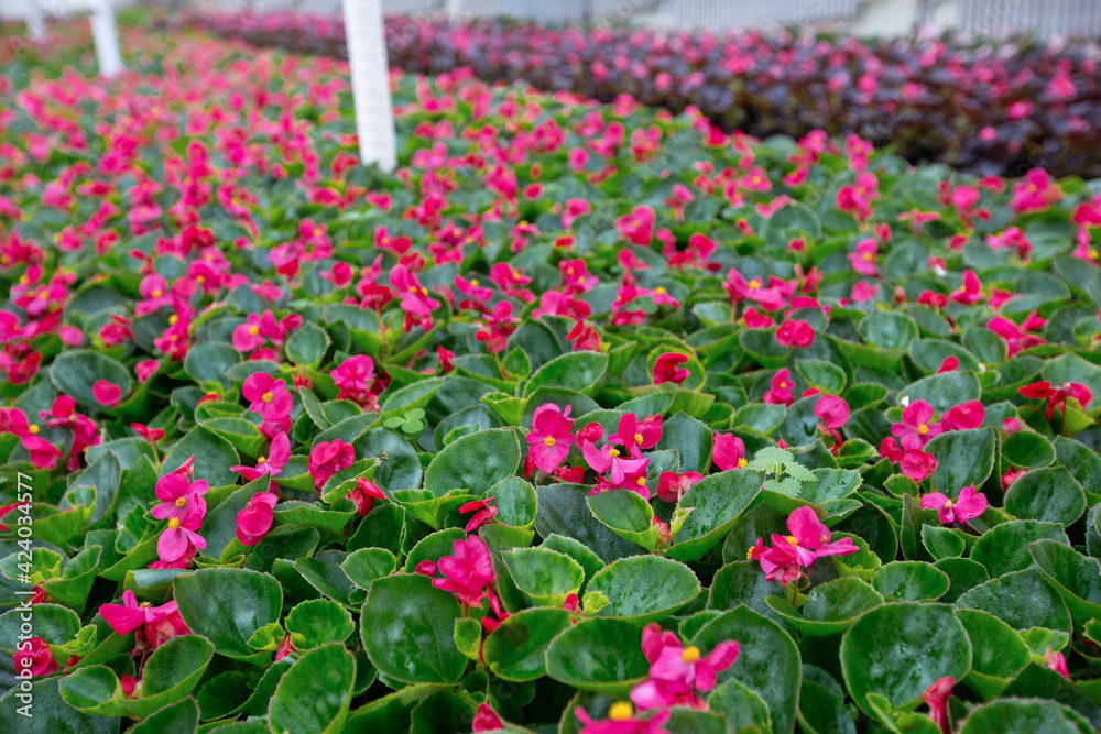 Fototapeta premium Blooming beautiful plants in spring in smart greenhouse,gardening and seasonal sale flowers
