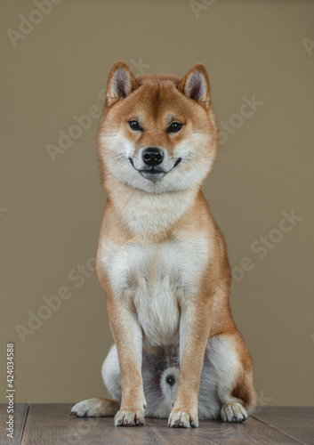 Shiba Inu dog in the studio