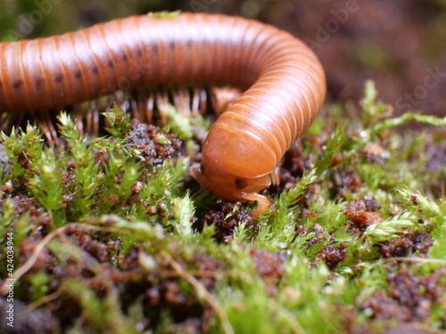 Close up photo of the eye's on a red millipede in moss photo