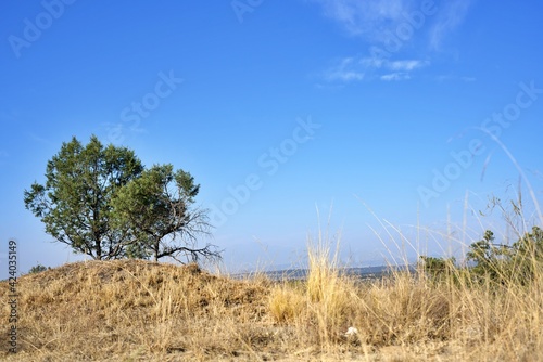 Pasto seco en el campo arido 