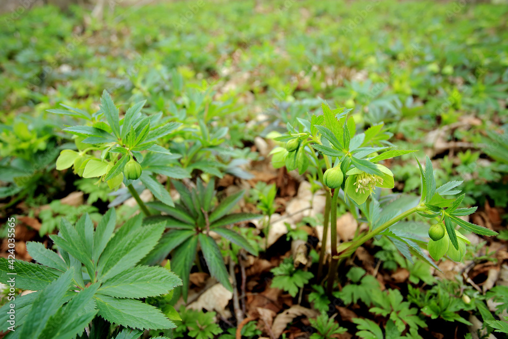 Green hellebore in the spring forest in Kaczawskie Mountains (Poland)