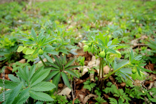 Green hellebore in the spring forest in Kaczawskie Mountains (Poland)