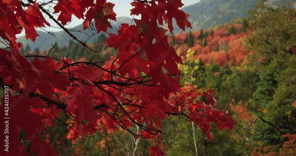 Closer up, red autumn leaves