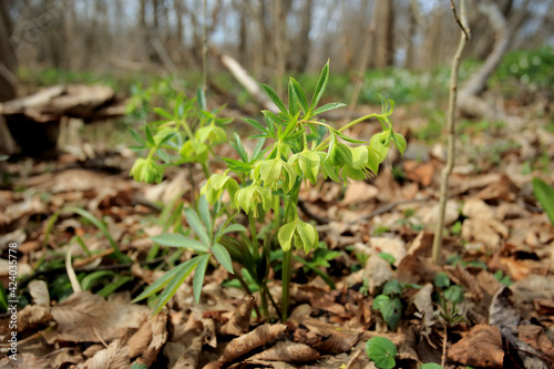 Green hellebore in the spring forest in the Kaczawskie Mountains (Lower Silesia, Poland)