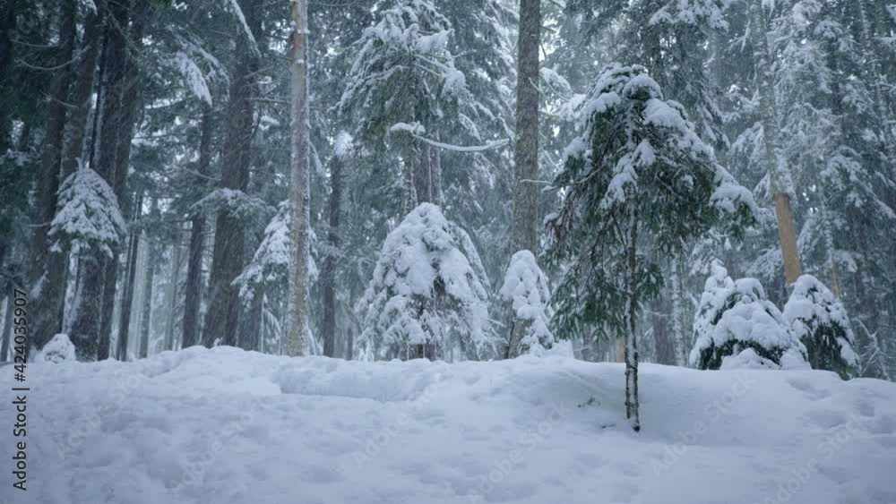 Snowy Oregon forest, medium shot Snowy Oregon forest, medium shot