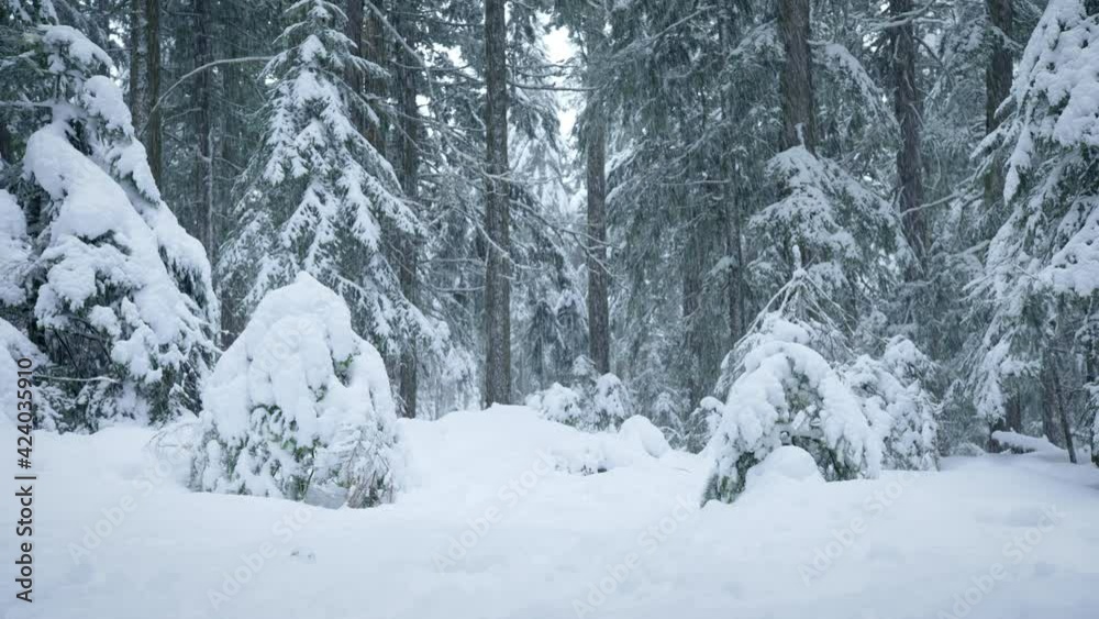Medium shot, snowy forest landscape in Oregon Medium shot, snowy forest landscape in Oregon