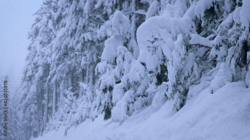 Snow covered trees in remote Oregon woodlands, low angle Snow covered trees in remote Oregon woodlands, low angle