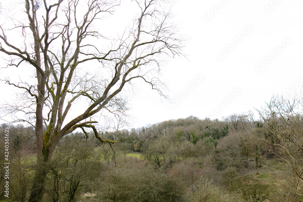 Dead tree and the forest Dead tree and the forest