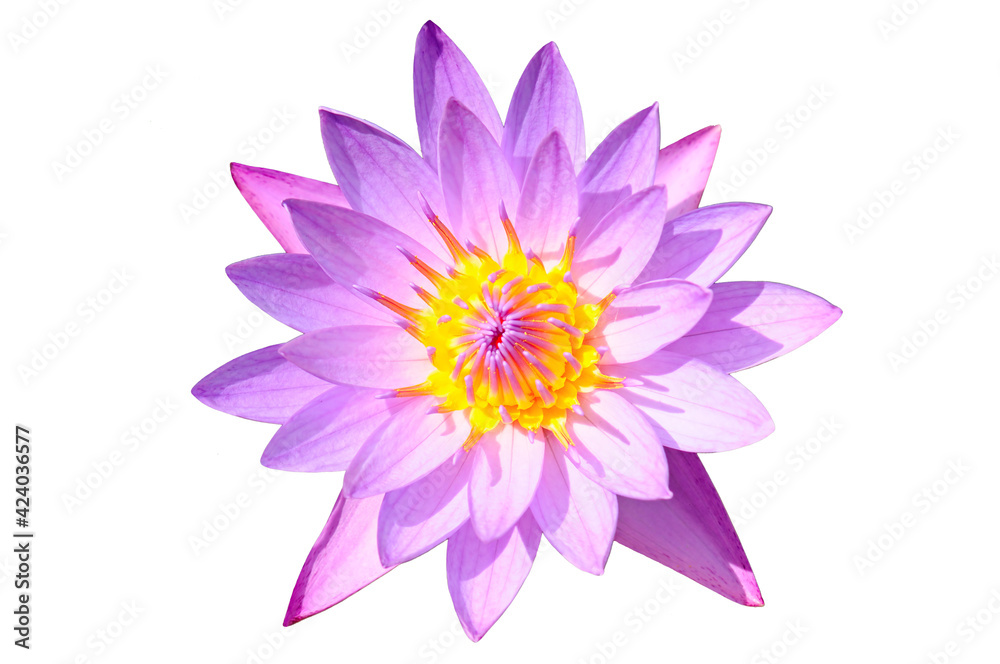 Pink water lily flower, Nymphaea lotus isolated on white background.