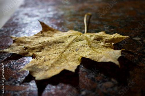 Autumn maple leaf on marble parapet