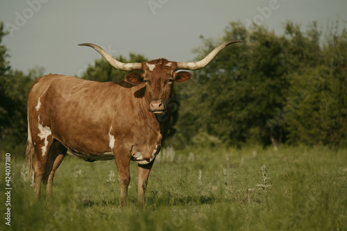 Texas longhorn cow rustic style vintage portrait with large horns in rural farm field.