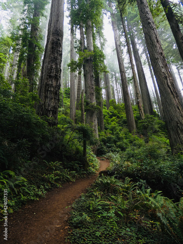 Redwoods in foggy forest