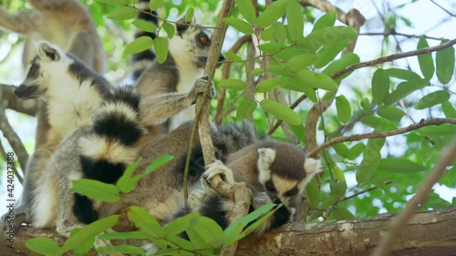 Group of Ring-tailed lemurs (Lemur catta) sitting on tree over branches, in their natural habitat Madagascar forest