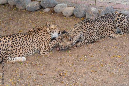 Photography Closeup portrait of two big Cheetah cat's eating meat at a farm in Keetmanshoop, Namibia