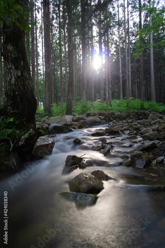 stream in the forest