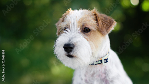jack russell terrier dog in park