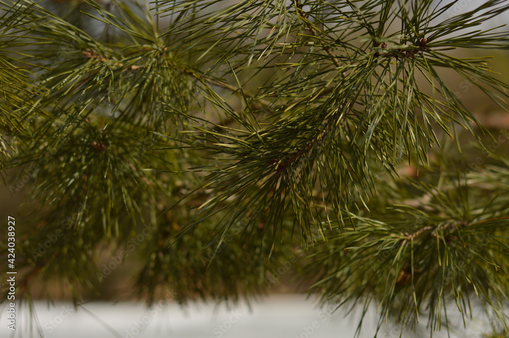 Obraz premium Fluffy green pine branch against the background of a frozen pond. Pine needles. Winter. Early spring. Natural background.